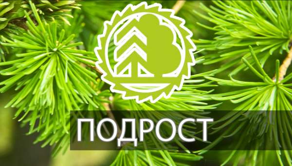 Всероссийский юниорский лесной конкурс «Подрост»